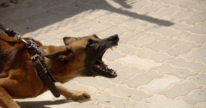 How a San Diego Dog Bite Lawyer Can Maximize Your Compensation